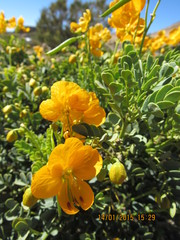 Senna arnottiana