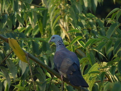 Columba elphinstonii