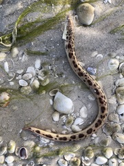 Echiophis intertinctus