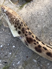 Echiophis intertinctus