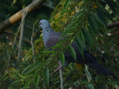 Columba elphinstonii