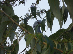 Columba elphinstonii