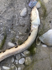 Echiophis intertinctus