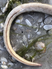 Echiophis intertinctus