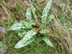 Pulmonaria longifolia