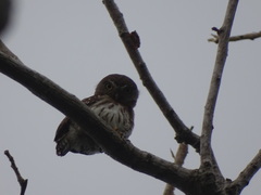 Glaucidium palmarum