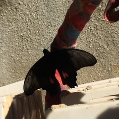 Heraclides anchisiades