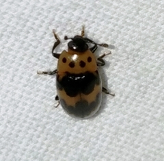 Ischyrus quadripunctatus