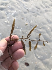 Sargassum filipendula