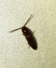 Diplostethus texanus