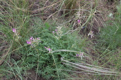 Astragalus macropus