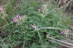 Astragalus macropus