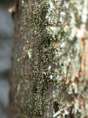 Chaenotheca chlorella