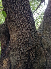 Quercus ilex