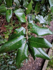 Quercus ilex