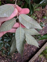 Quercus ilex