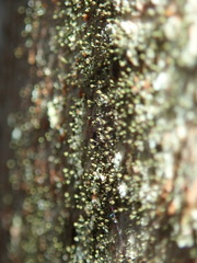 Chaenotheca chlorella