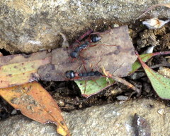 Myrmecia esuriens