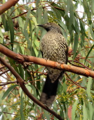 Anthochaera chrysoptera