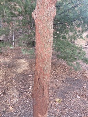 Cercis canadensis