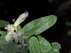 Salvia lycioides
