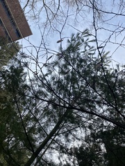 Cercis canadensis