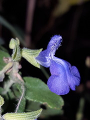 Salvia lycioides