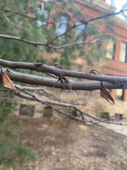 Cercis canadensis