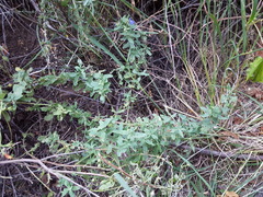 Salvia lycioides
