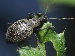 Otiorhynchus armadillo