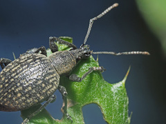Otiorhynchus armadillo