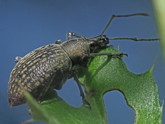 Otiorhynchus armadillo
