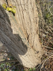 Robinia pseudoacacia