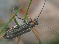 Anogcodes rufiventris