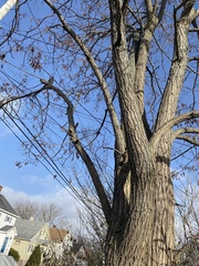 Robinia pseudoacacia