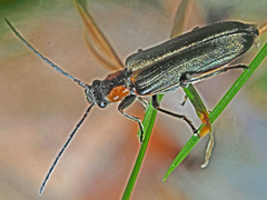Anogcodes rufiventris