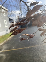 Robinia pseudoacacia