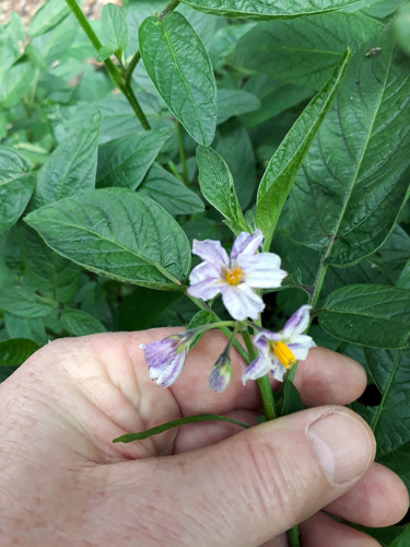 Solanum muricatum