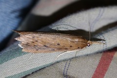 Schoenobius gigantella