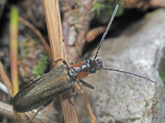 Anogcodes rufiventris