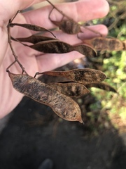 Robinia pseudoacacia