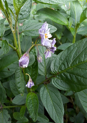 Solanum muricatum