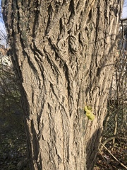 Robinia pseudoacacia