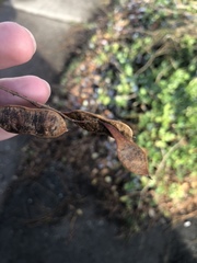 Robinia pseudoacacia