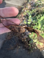 Robinia pseudoacacia