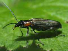 Anogcodes rufiventris