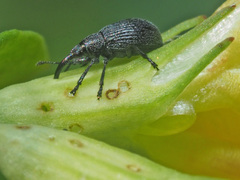 Ischnopterapion loti
