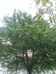 Pithecellobium dulce