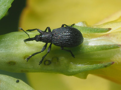 Ischnopterapion loti