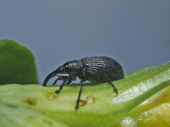 Ischnopterapion loti